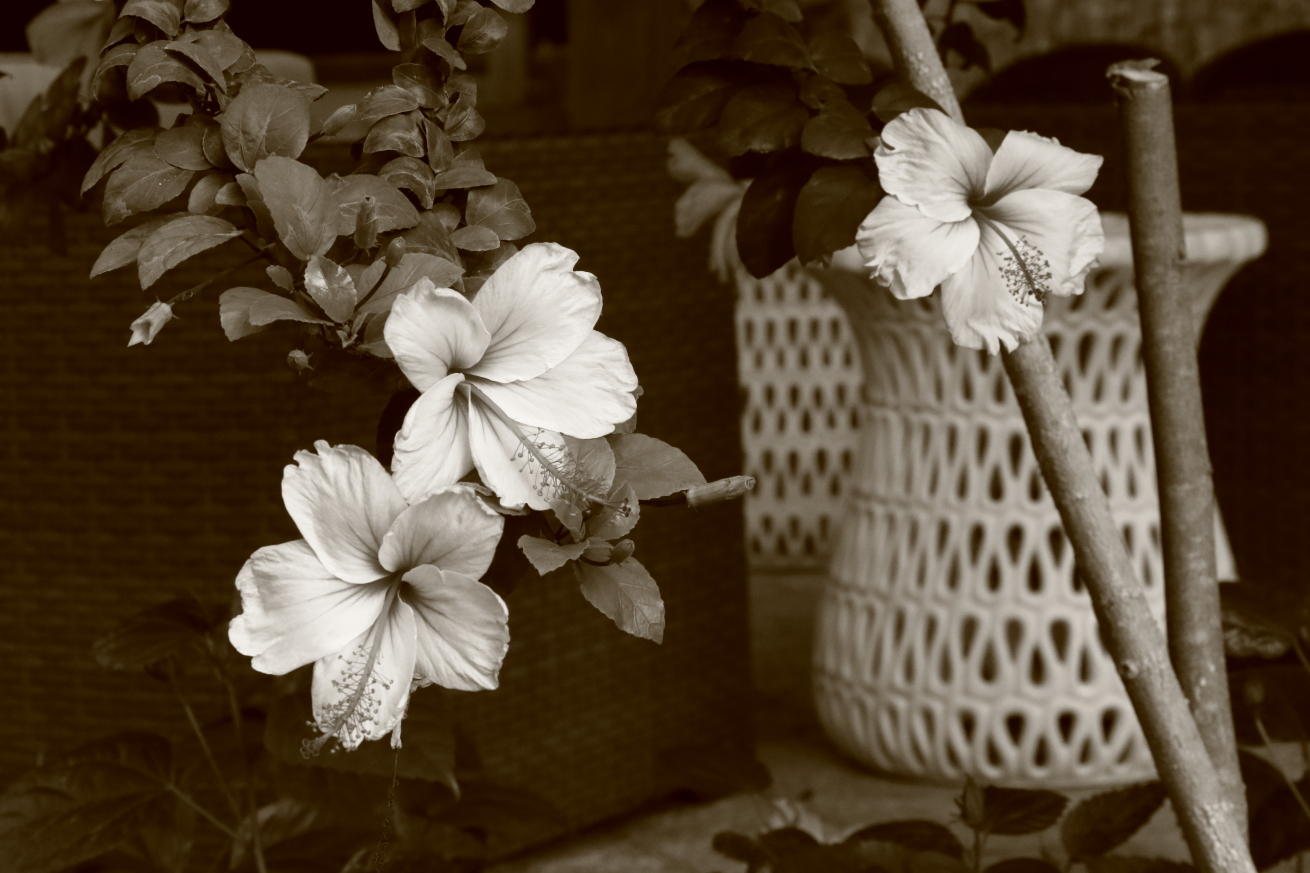 2015 08 28 HTP 02672ebws